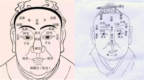 面相分析图|面相学图解